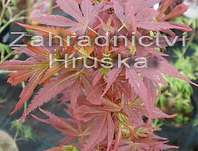 javor - Acer palmatum 'Shaina'