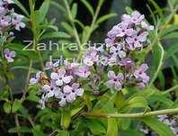 komule - Buddleja alternifolia