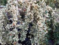 skalník - Cotoneaster suesicus 'Juliette'