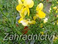 čilimník - Cytisus 'Luna'