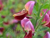 čilimník - Cytisus 'Windlesham Ruby'