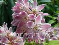 trojpuk - Deutzia hybrida 'Strawberry Field'
