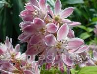 trojpuk - Deutzia hybrida 'Strawberry Field'