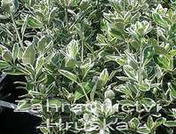 brslen - Euonymus japonica 'Kathy'
