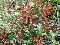 blskalka Fraserova Red Robin - Photinia  fraseri Red Robin