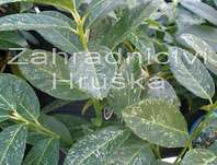 bobkovišeň - Prunus laurocerasus 'Mardleb White'