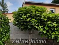 katalpa - Catalpa bignoides 'Nana'