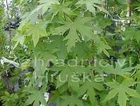 ambroň - Liquidambar styraciflua 'Worplesdon'