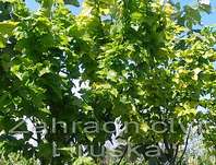 jilm - Ulmus carpinifolia 'Wredei'.