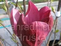 šácholan - Magnolia liliflora 'Nigra'