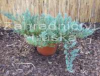 jalovec - Juniperus horizontalis 'Blue Chip'