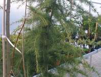 cedr - Cedrus deodara 'Aurea'