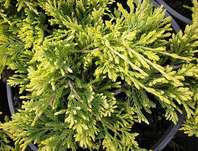 jalovec - Juniperus horizontalis 'Golden Carpet'