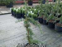 cedr - Cedrus libani 'Pendula'