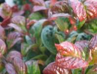 Leucothoe axillaris 'Curly Red'