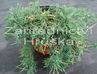 jalovec - Juniperus horizontalis 'Wiltonii'