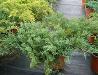 jalovec - Juniperus horizontalis 'Andorra Compact'