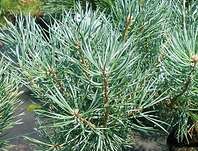 Borovice - Pinus sylvestris 'Beuvronensis'