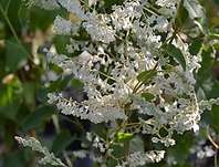 rdesno - Polygonum aubretii