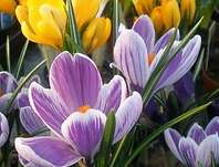 Crocus