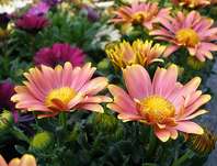 Osteospermum