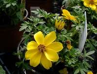 dvouzubec - Bidens