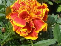 Tagetes