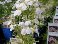 Arabis ferdinandi - coburgii Old Gold