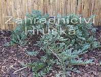 jalovec - Juniperus horizontalis 'Jade River'