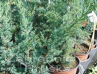 jalovec - Juniperus chinensis 'Blaauw'