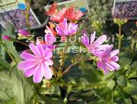 Lewisia