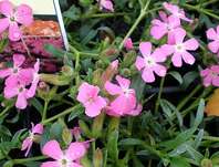 Saponaria hybrida Bressingham