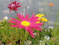 Tanacetum Robinson Red