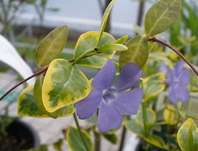 Vinca minor