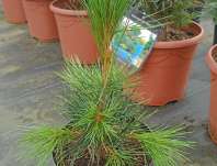 Borovice - Pinus cembra