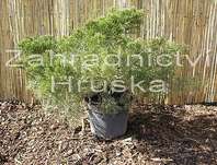 jalovec - Juniperus media 'Mint Julep'