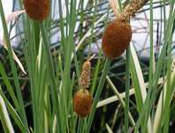 Typha minima