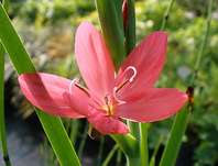 Schizostylis coccinea