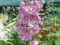 Delphinium Astolat