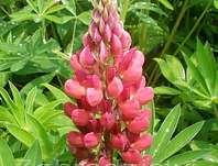 Lupinus pol. Legendary Red Shades