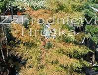 Cryptomeria japonica 'Elegans Viridis'