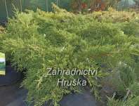 jalovec - Juniperus media 'Old Gold'