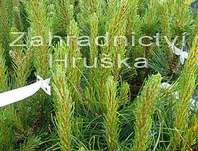 Borovice - Pinus mugo 'Mughus'