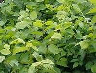 habr - Carpinus betulus