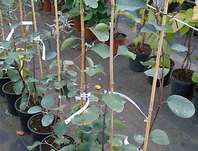 muchovník - Amelanchier Prince William