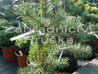 Borovice - Pinus banksiana 'Pendula Kalouš'