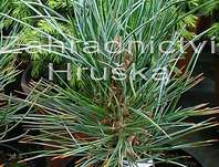 borovice limba Helmers - Pinus cembra Helmers