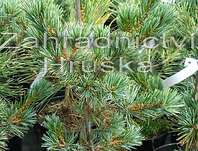 Borovice - Pinus parviflora 'Riu Jin'