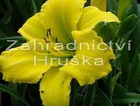 Hemerocallis Green Flutter