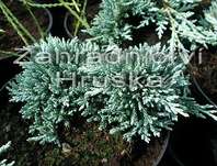 jalovec - Juniperus horizontalis 'Icee Blue'